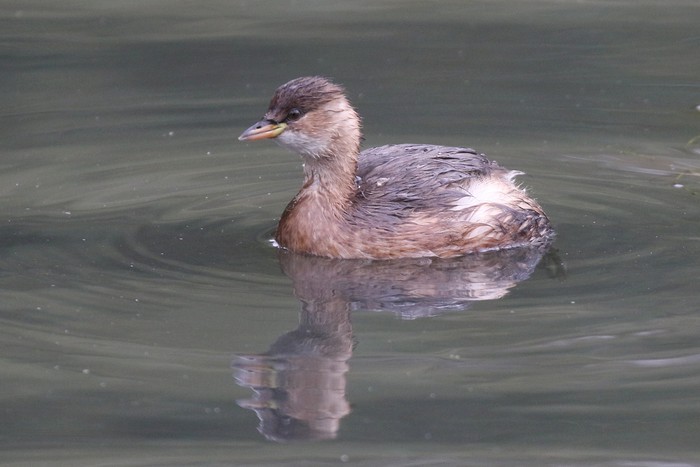 Little Grebe