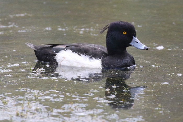 Tufted Duck