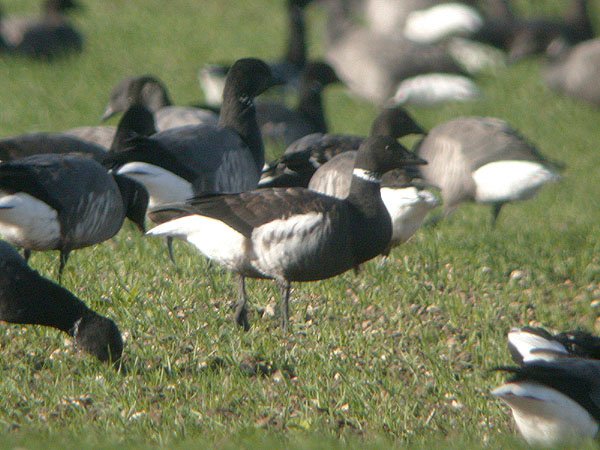 Black Brant