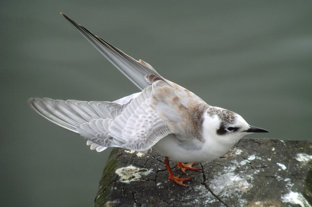 White-winged Black Tern