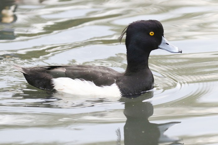 Tufted Duck
