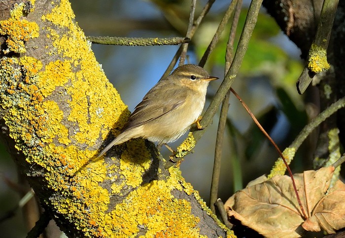 Dusky Warbler