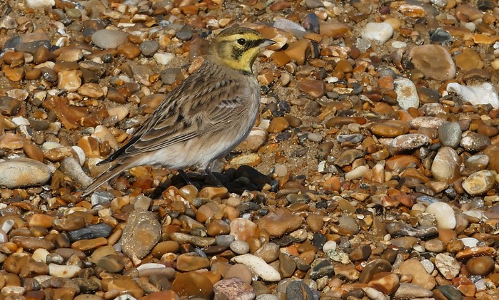 Shorelark