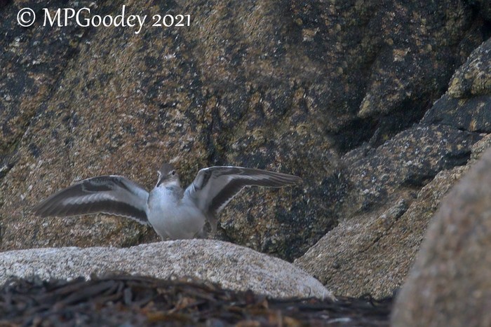 Spotted Sandpiper