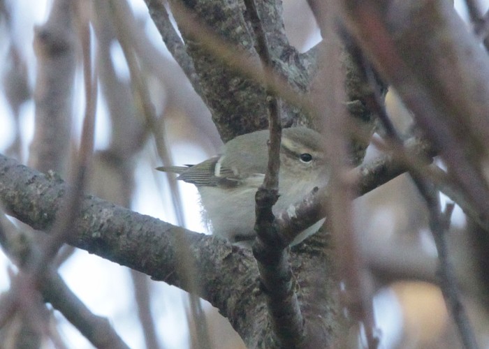 Hume's Warbler
