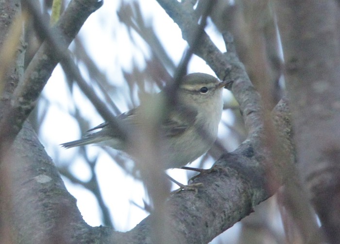 Hume's Warbler