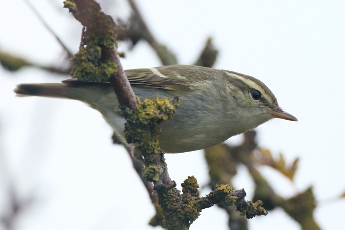 Two-barred Greenish Warbler