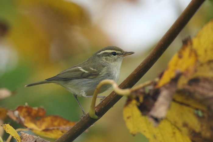 Two-barred Greenish Warbler