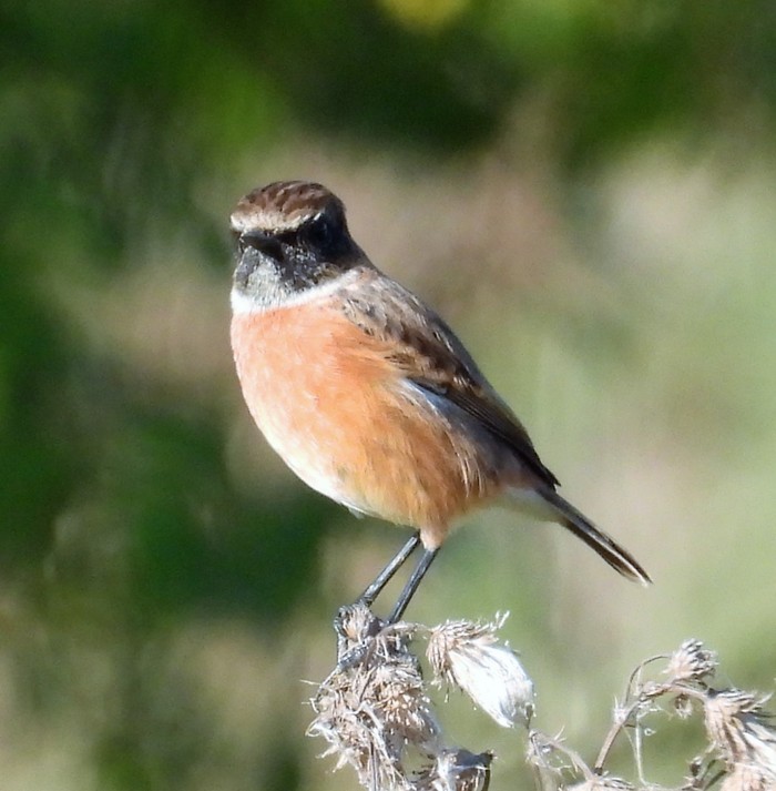 Stonechat