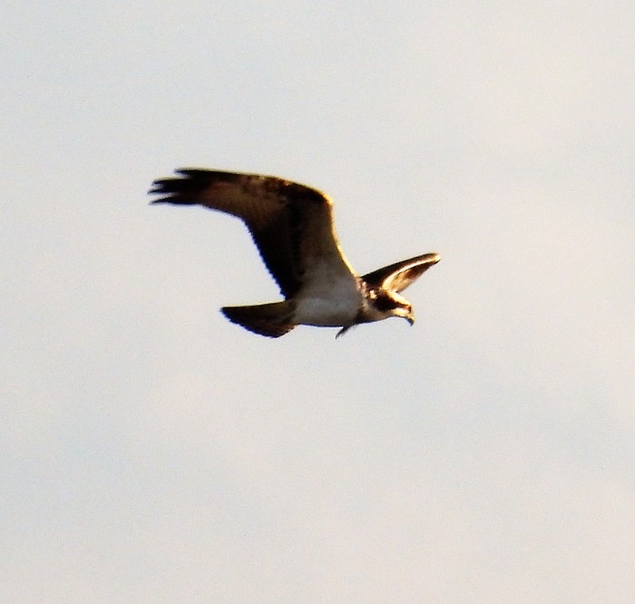 Osprey