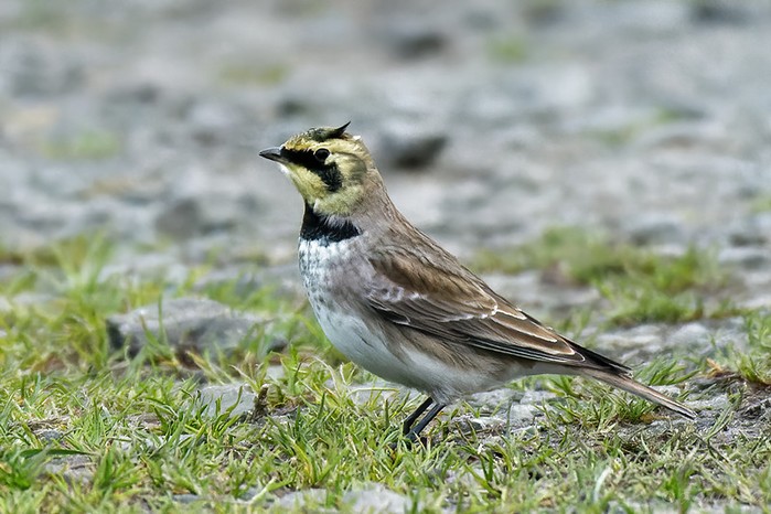 Shorelark