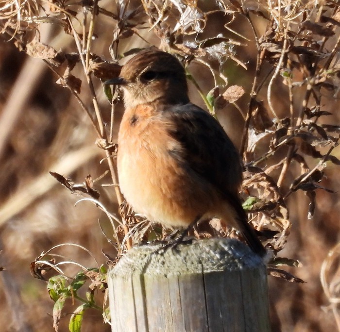 Stonechat