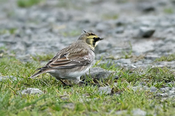 Shorelark