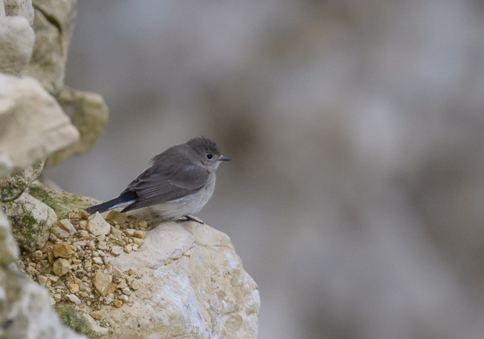 Taiga Flycatcher