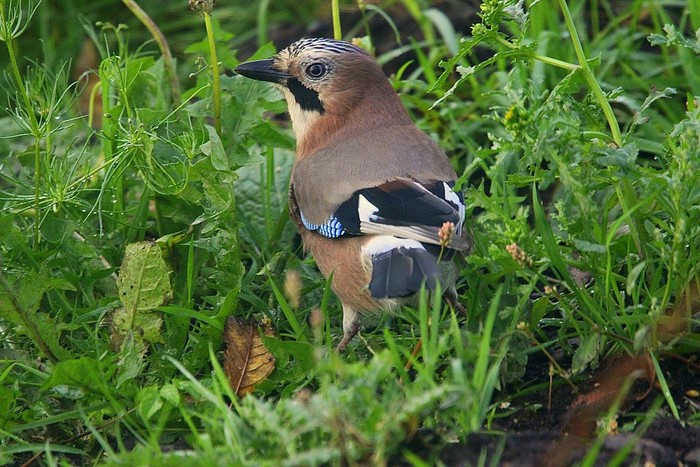 Jay