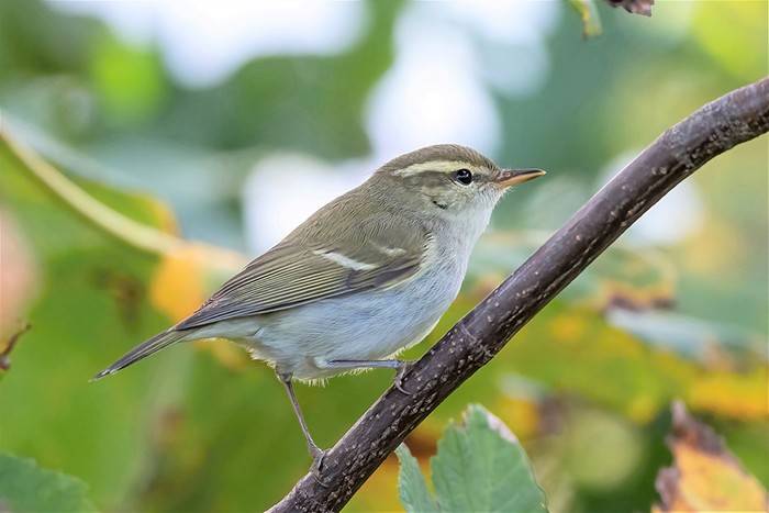 Two-barred Greenish Warbler