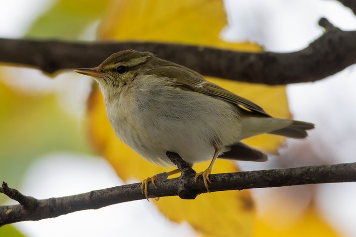 Arctic Warbler