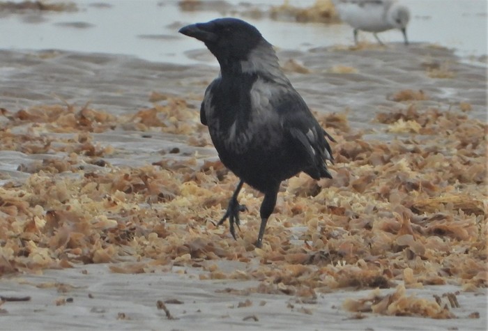 Hooded Crow