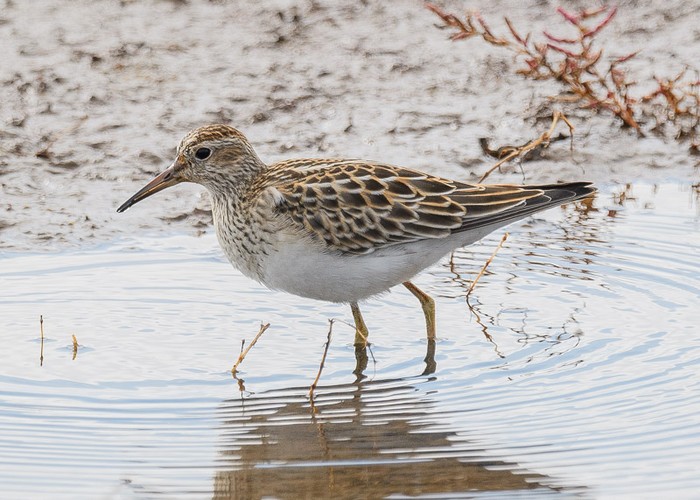 Pectoral Sandpiper