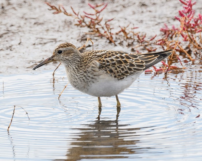 Pectoral Sandpiper