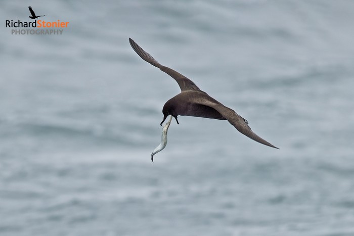 Sooty Shearwater