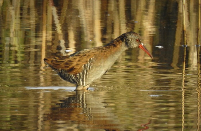 Water Rail