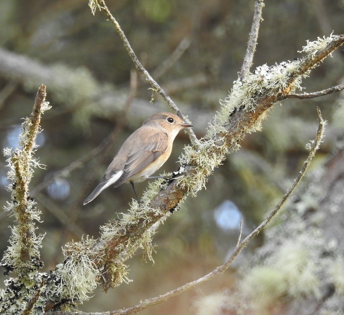Red-breasted Flycatcher