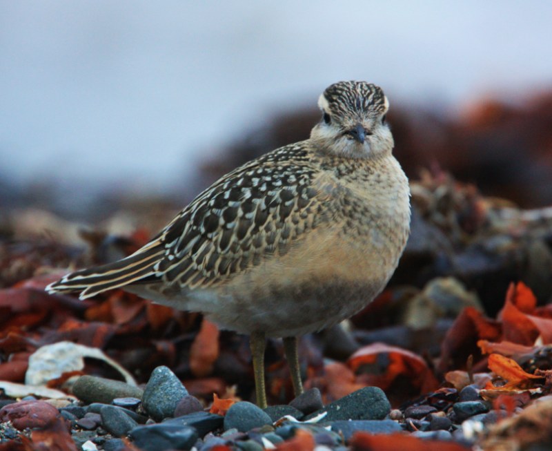 Dotterel