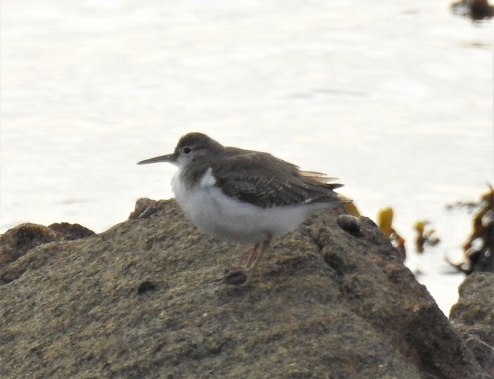 Spotted Sandpiper