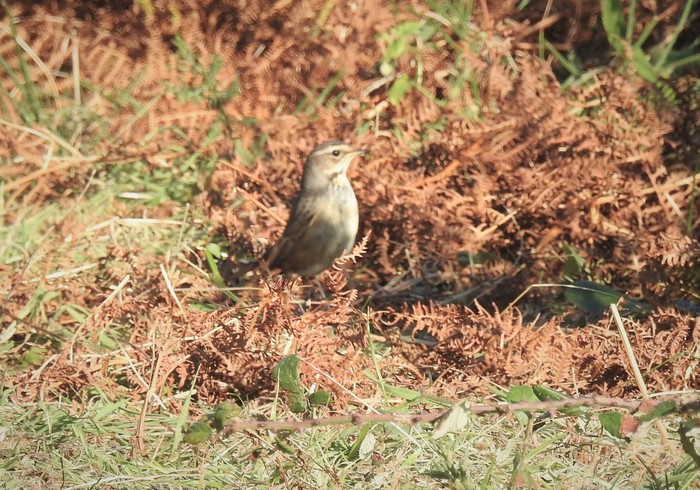 Bluethroat