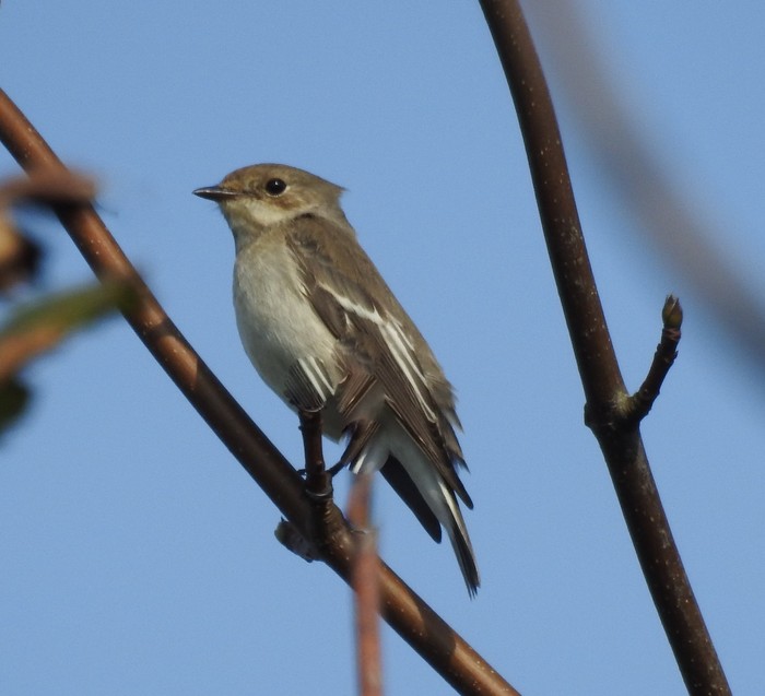 Pied Flycatcher
