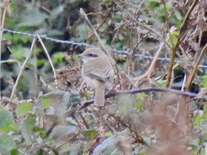 Brown Shrike