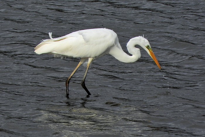 Great White Egret