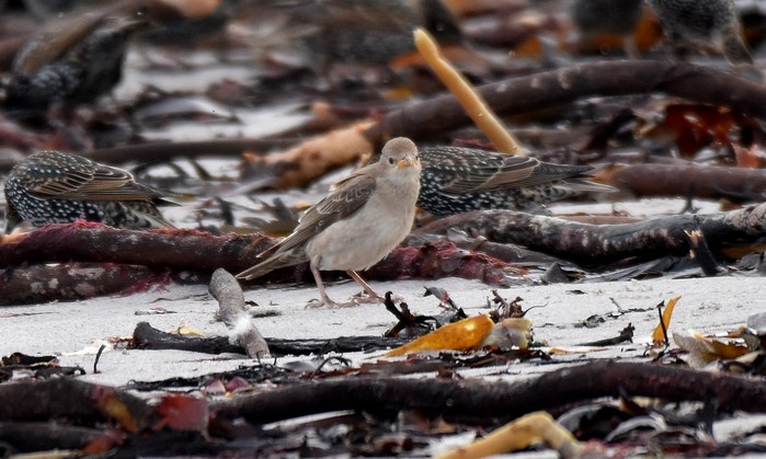 Rose-coloured Starling