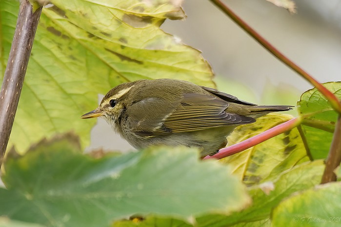 Arctic Warbler