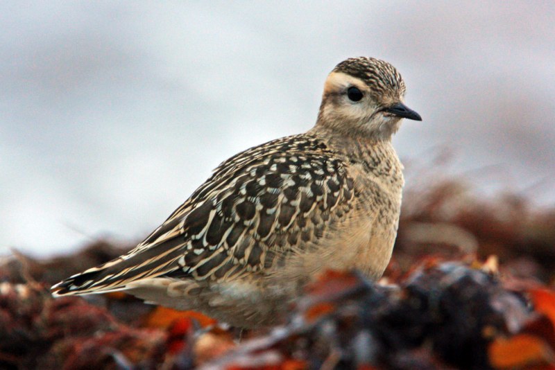 Dotterel