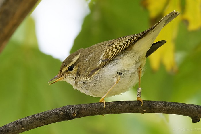 Arctic Warbler