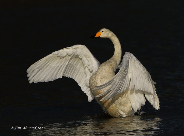 Whooper Swan