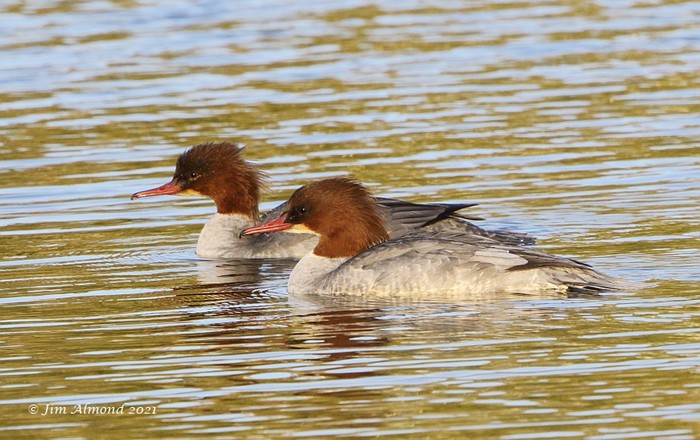 Goosander