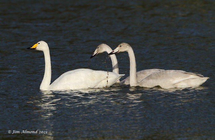 Whooper Swan