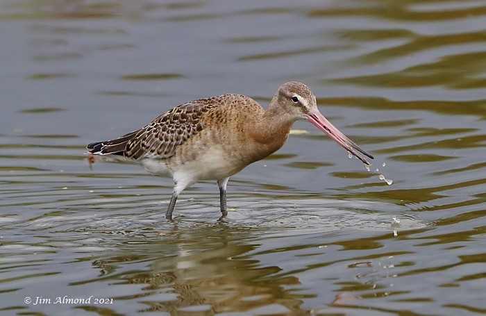 Black-tailed Godwit