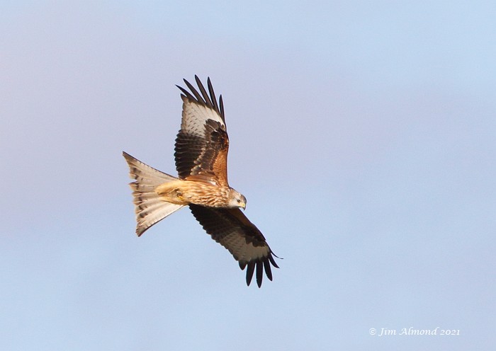 Red Kite