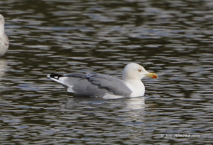 Yellow-legged Gull