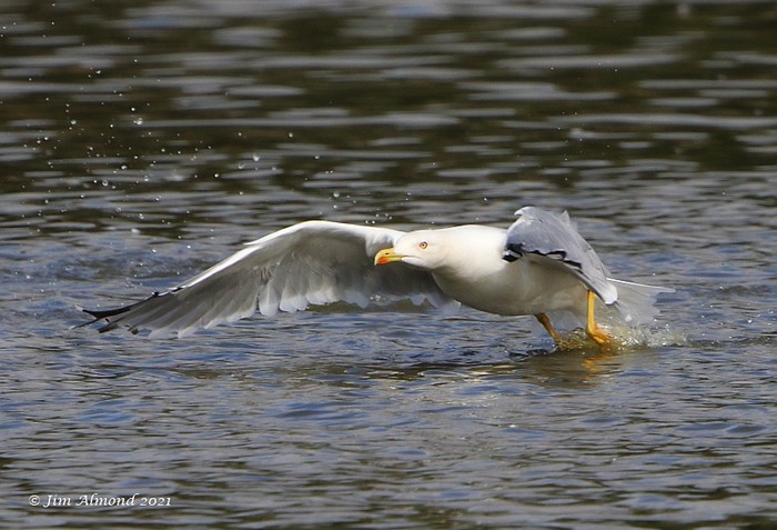 Yellow-legged Gull