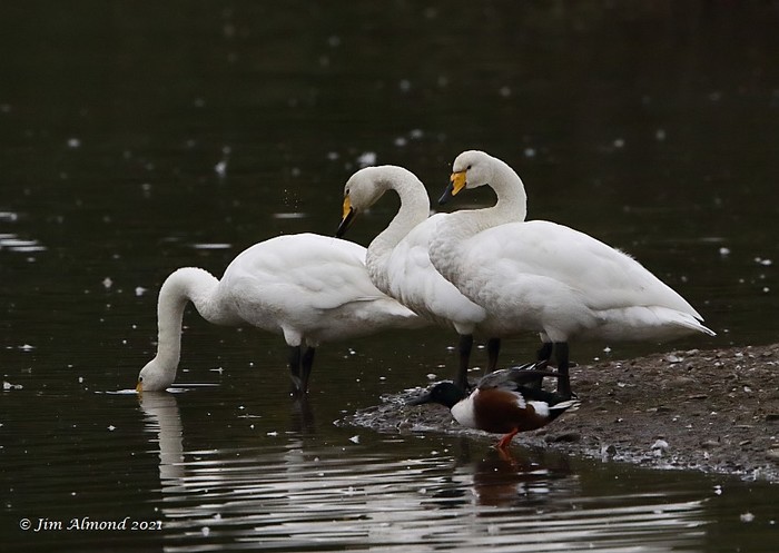 Whooper Swan