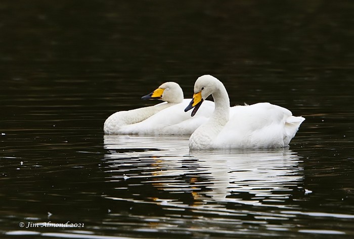 Whooper Swan