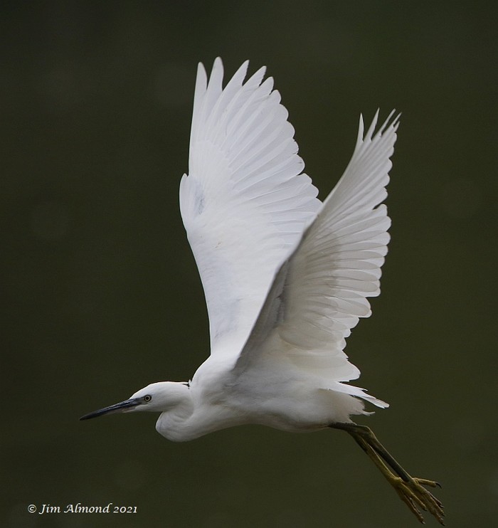 Little Egret