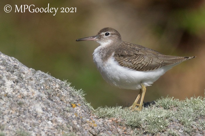 Spotted Sandpiper