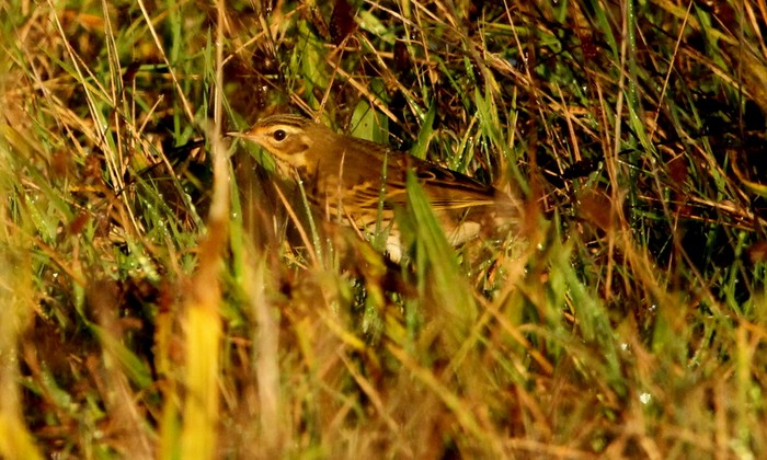 Olive-backed Pipit