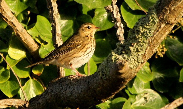 Olive-backed Pipit